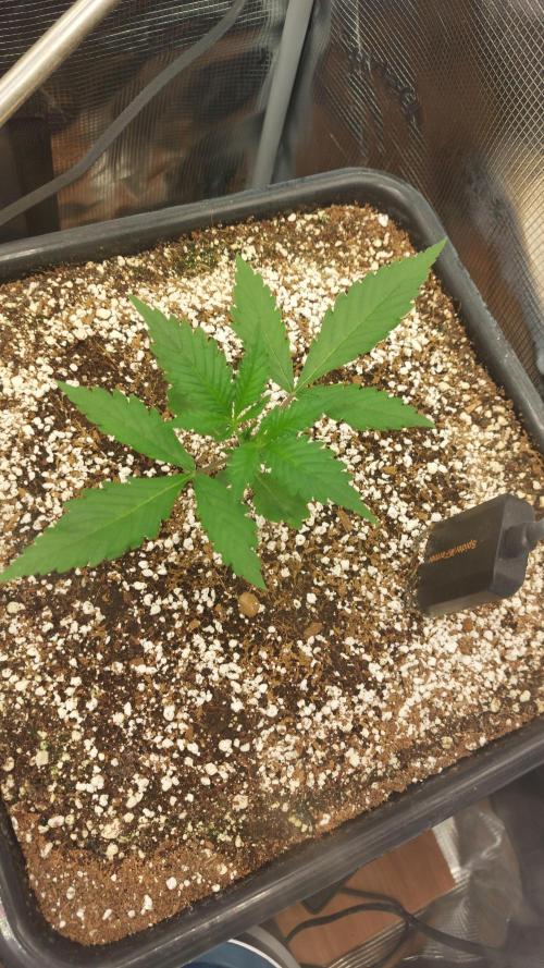 Purple Lemonade Auto RF3. Week 2