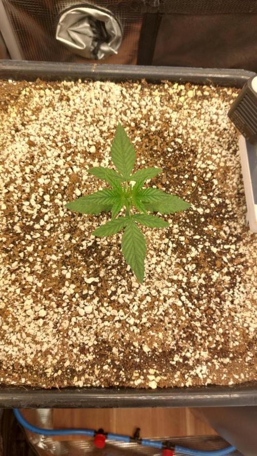 Purple Lemonade Auto RF3. Week 2