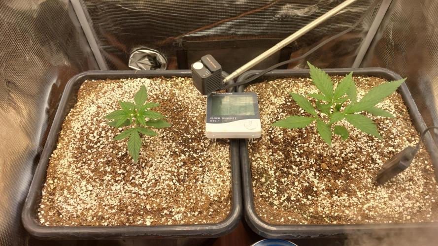 Purple Lemonade Auto RF3. Week 2