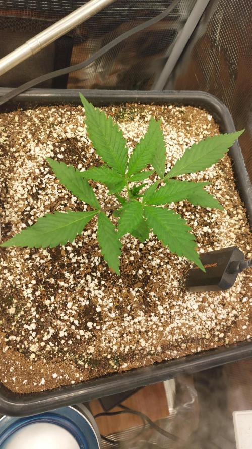 Purple Lemonade Auto RF3. Week 2