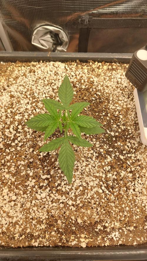 Purple Lemonade Auto RF3. Week 2