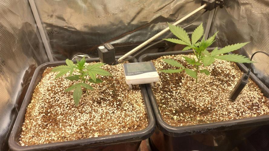 Purple Lemonade Auto RF3. Week 2