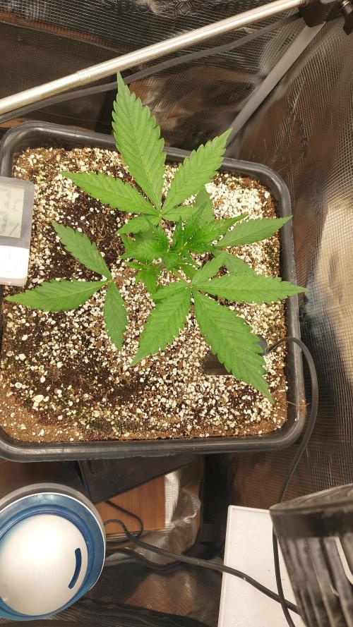 Purple Lemonade Auto RF3. Week 2