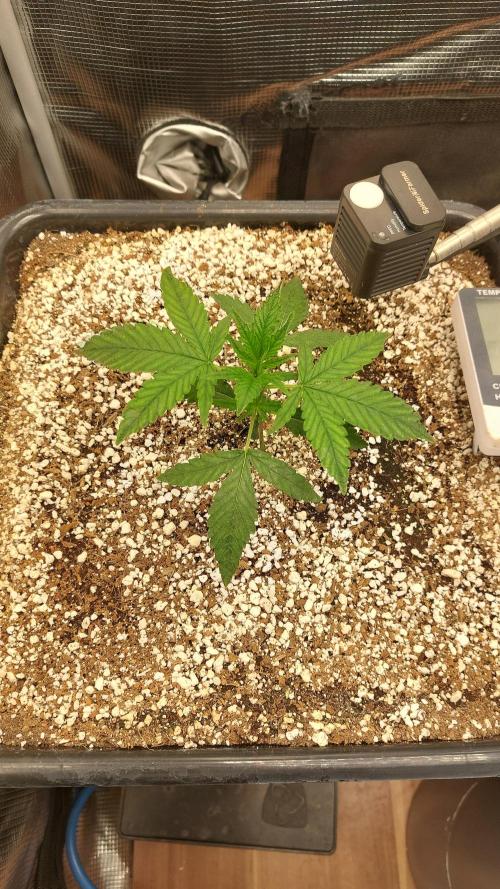 Purple Lemonade Auto RF3. Week 2