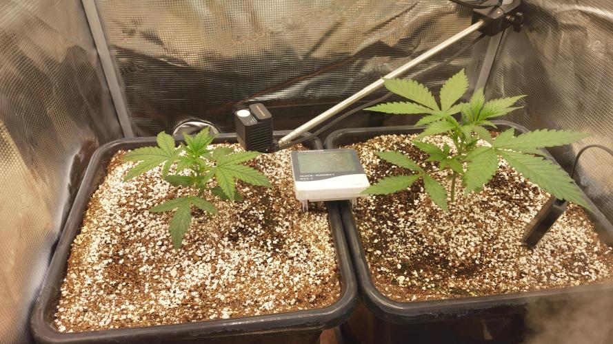 Purple Lemonade Auto RF3. Week 2