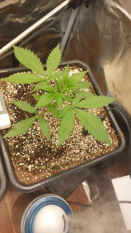 Purple Lemonade Auto RF3. Week 2