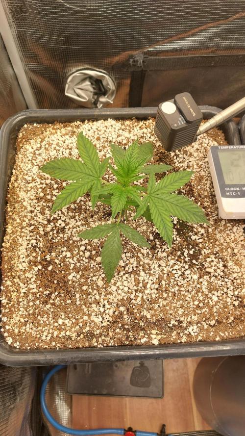 Purple Lemonade Auto RF3. Week 2