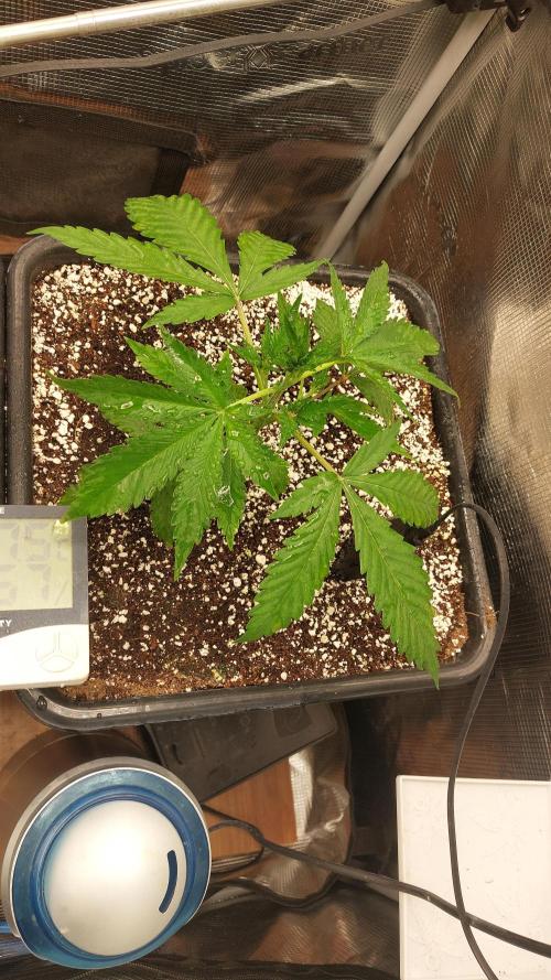 Purple Lemonade Auto RF3. Week 3