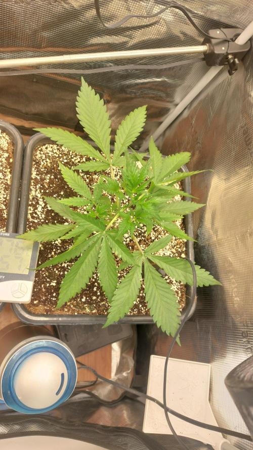 Purple Lemonade Auto RF3. Week 3