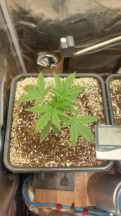Purple Lemonade Auto RF3. Week 3