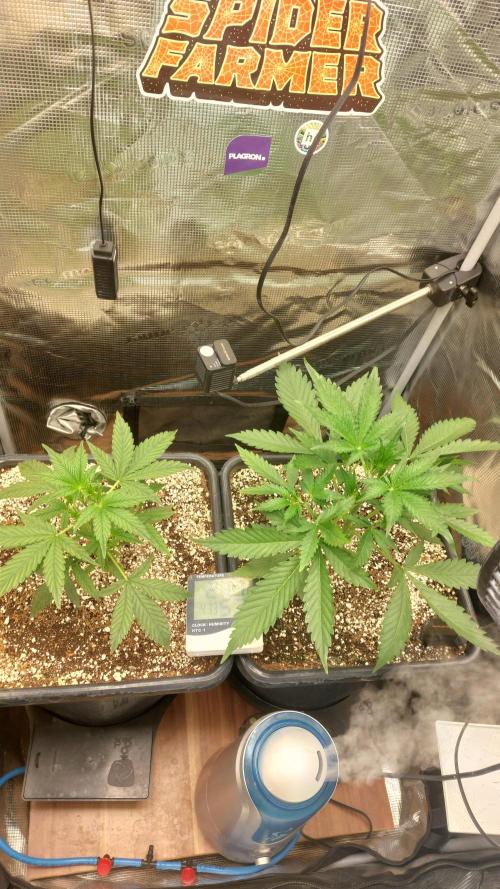 Purple Lemonade Auto RF3. Week 3