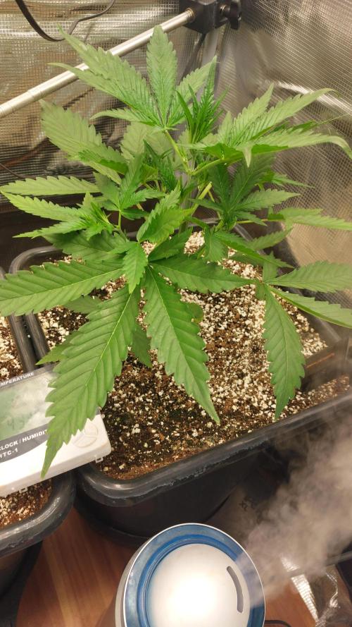 Purple Lemonade Auto RF3. Week 3