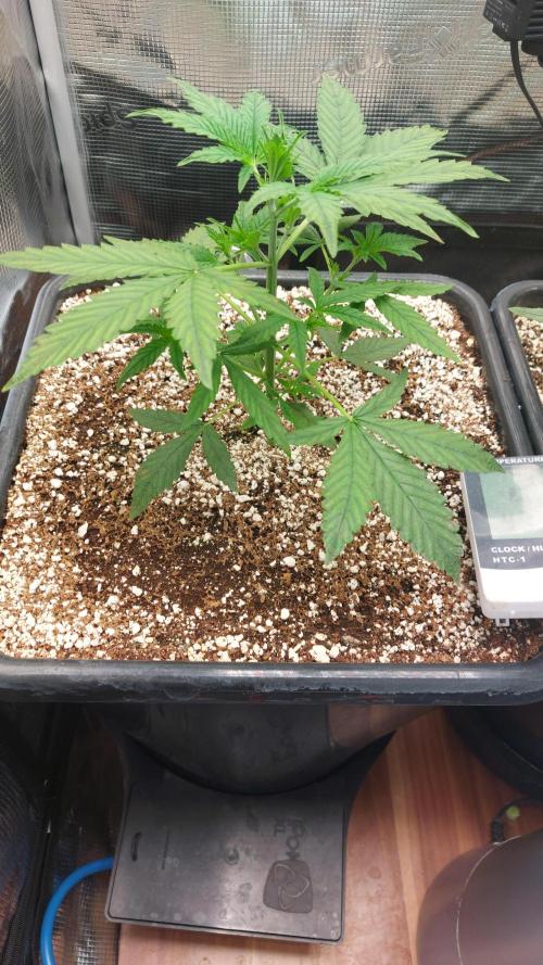 Purple Lemonade Auto RF3. Week 3