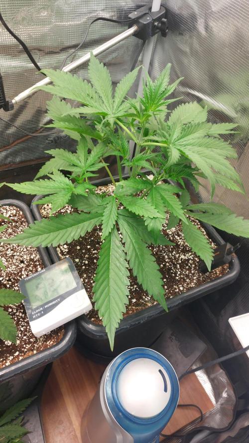 Purple Lemonade Auto RF3. Week 3