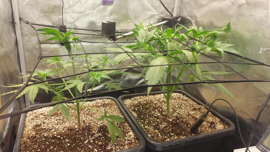 Purple Lemonade Auto RF3. Week 3