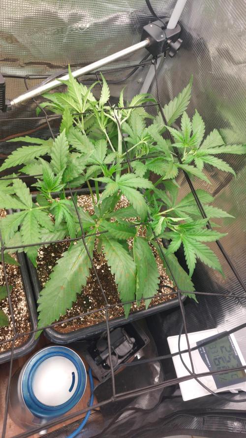 Purple Lemonade Auto RF3. Week 3