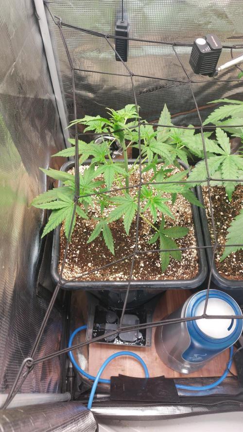 Purple Lemonade Auto RF3. Week 3