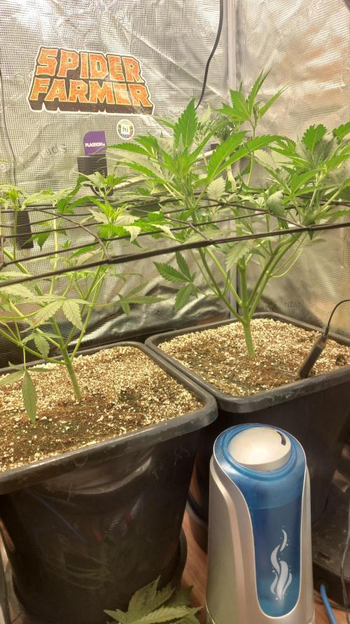 Purple Lemonade Auto RF3. Week 4