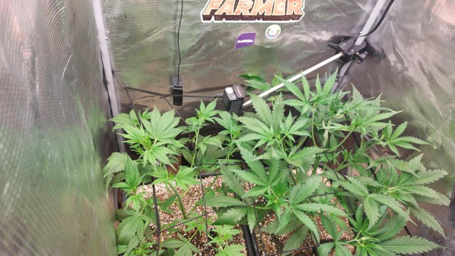 Purple Lemonade Auto RF3. Week 4