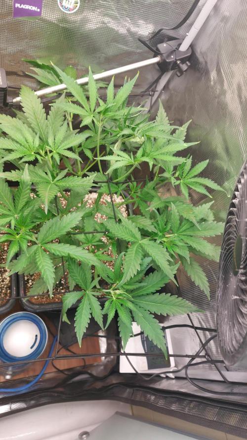 Purple Lemonade Auto RF3. Week 4