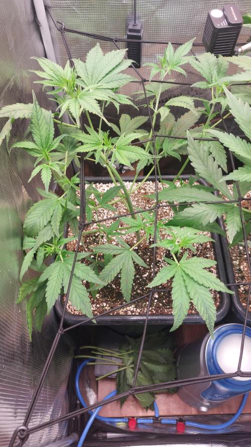 Purple Lemonade Auto RF3. Week 4