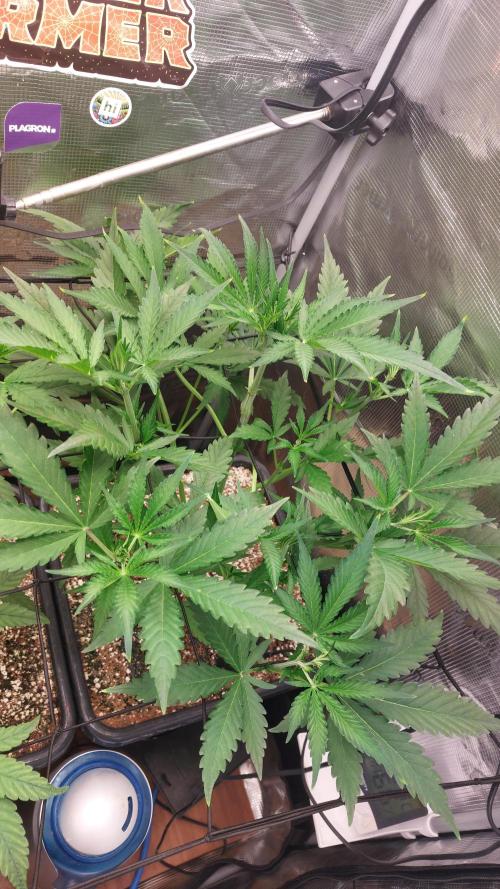 Purple Lemonade Auto RF3. Week 4