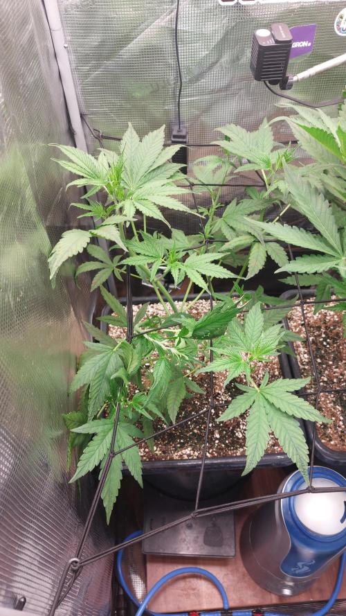 Purple Lemonade Auto RF3. Week 4