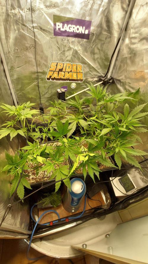 Purple Lemonade Auto RF3. Week 4