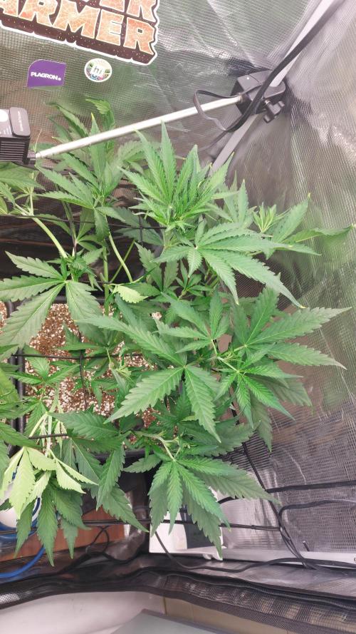 Purple Lemonade Auto RF3. Week 4