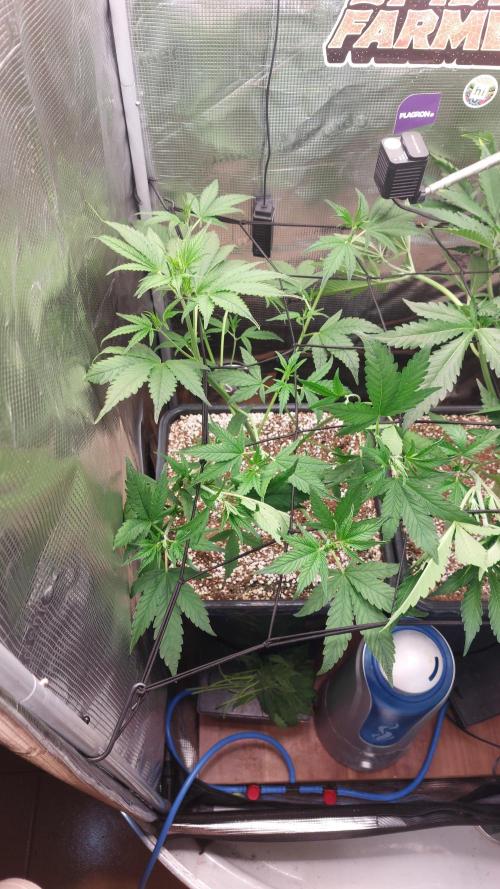 Purple Lemonade Auto RF3. Week 4