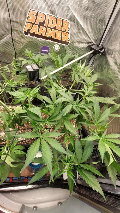 Purple Lemonade Auto RF3. Week 4