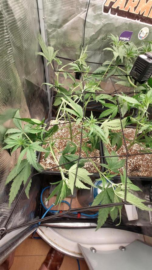 Purple Lemonade Auto RF3. Week 4