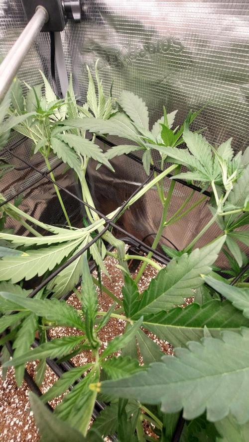 Purple Lemonade Auto RF3. Week 4