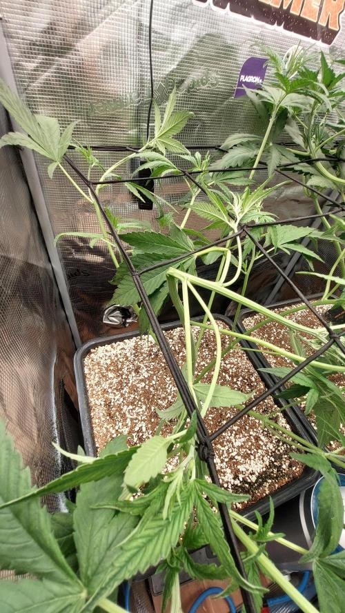 Purple Lemonade Auto RF3. Week 4