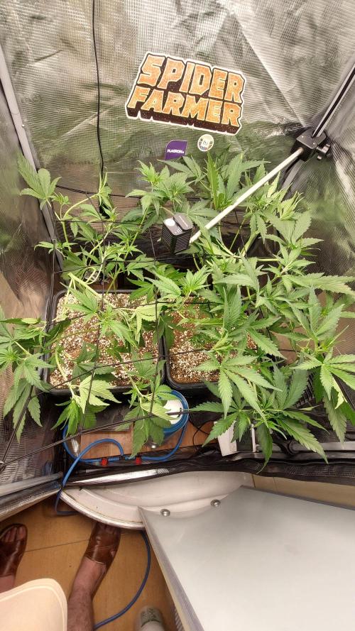 Purple Lemonade Auto RF3. Week 4