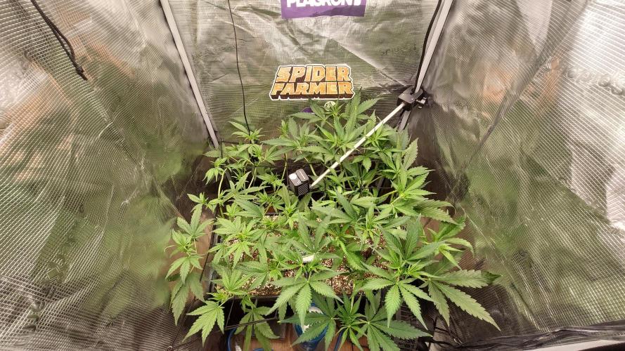 Purple Lemonade Auto RF3. Week 4