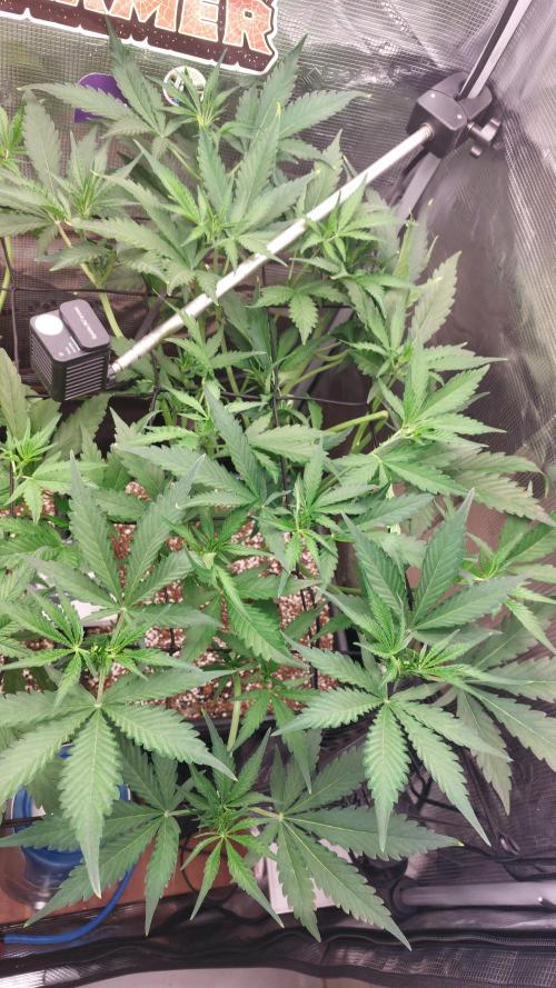 Purple Lemonade Auto RF3. Week 4