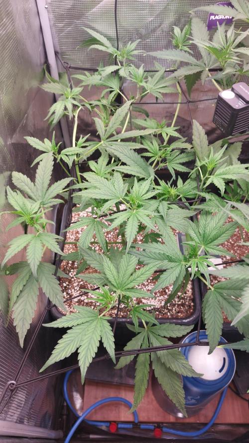 Purple Lemonade Auto RF3. Week 4