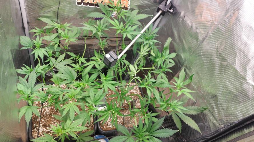 Purple Lemonade Auto RF3. Week 5