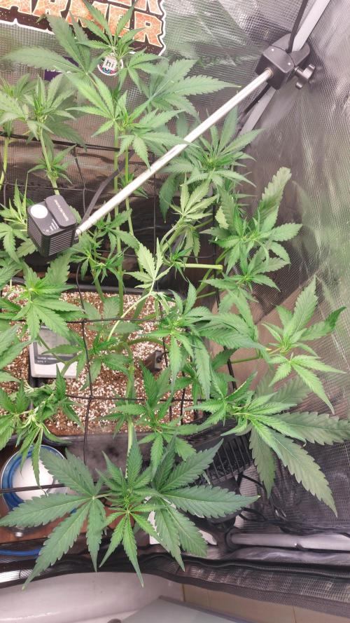 Purple Lemonade Auto RF3. Week 5
