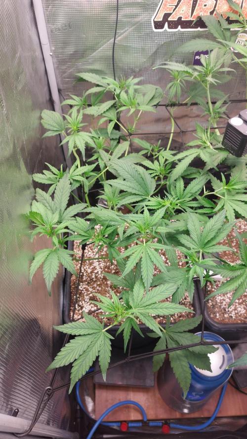 Purple Lemonade Auto RF3. Week 5
