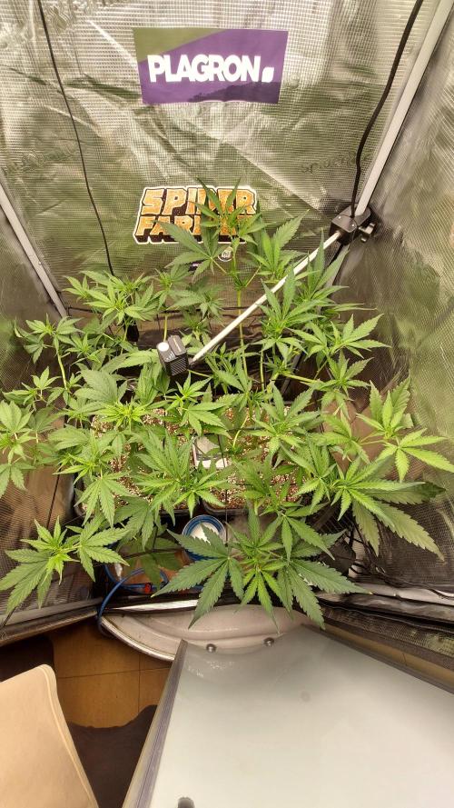 Purple Lemonade Auto RF3. Week 5