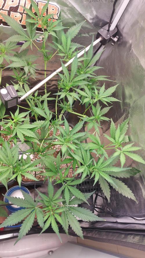 Purple Lemonade Auto RF3. Week 5