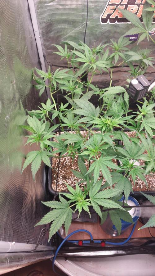 Purple Lemonade Auto RF3. Week 5