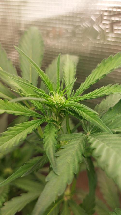 Purple Lemonade Auto RF3. Week 5