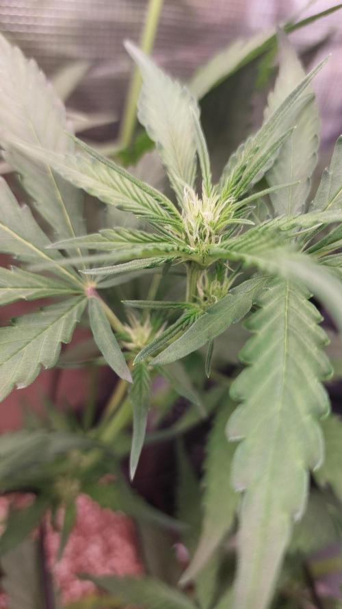 Purple Lemonade Auto RF3. Week 5