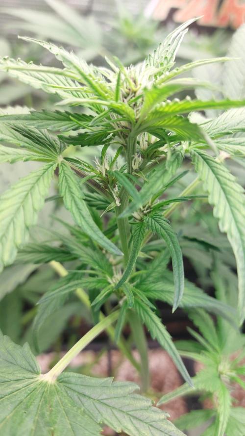 Purple Lemonade Auto RF3. Week 5