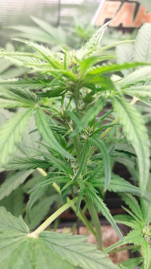 Purple Lemonade Auto RF3. Week 5