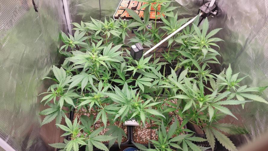 Purple Lemonade Auto RF3. Week 5