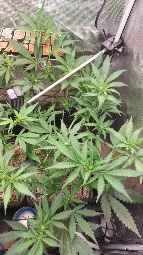 Purple Lemonade Auto RF3. Week 5
